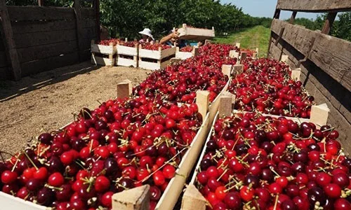 Экспорт свежих фруктов, овощей и сухофруктов из Узбекистана